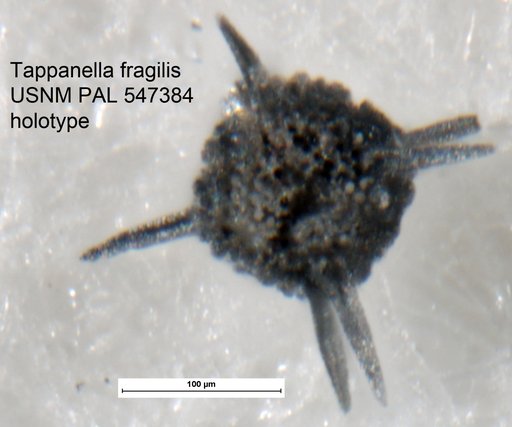 Tappanella fragilis Yeh & Pessagno, 2013