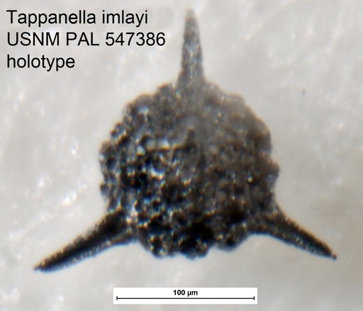 Tappanella imlayi Yeh & Pessagno, 2013