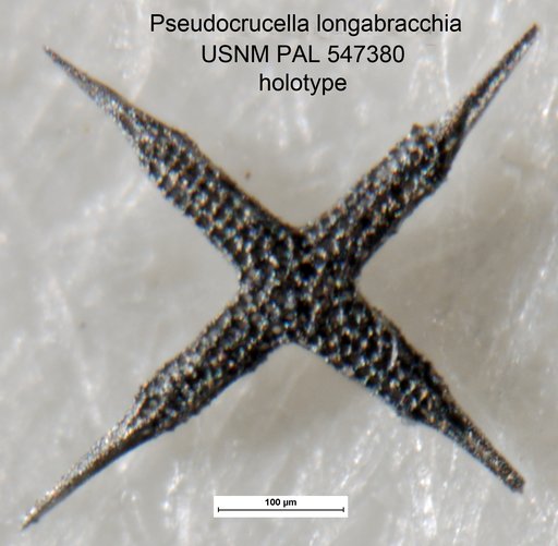 Pseudocrucella longabracchia Yeh & Pessagno, 2013