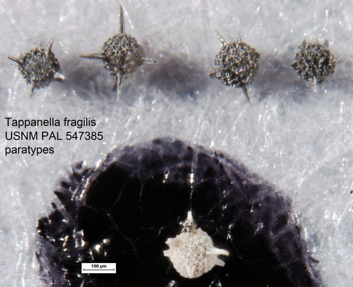 Tappanella fragilis Yeh & Pessagno, 2013