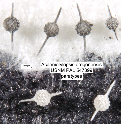 Acaeniotylopsis oregonensis Yeh & Pessagno, 2013