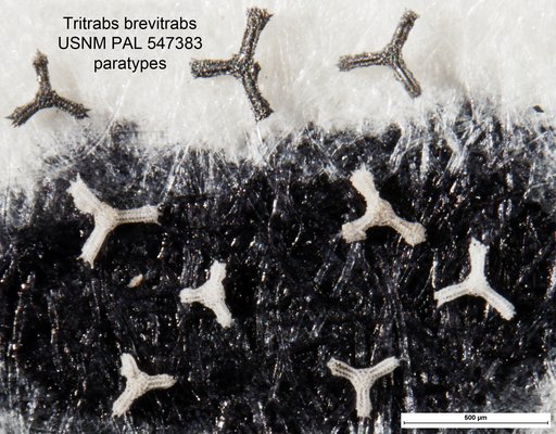 Tritrabs brevitrabs Yeh & Pessagno, 2013
