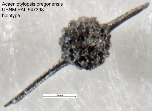 Acaeniotylopsis oregonensis Yeh & Pessagno, 2013