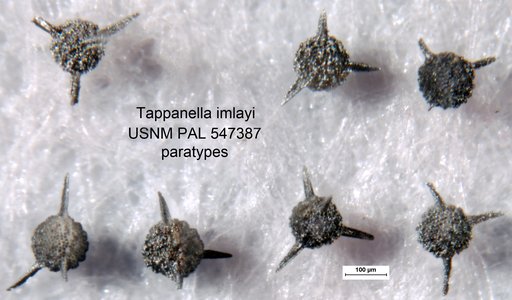 Tappanella imlayi Yeh & Pessagno, 2013