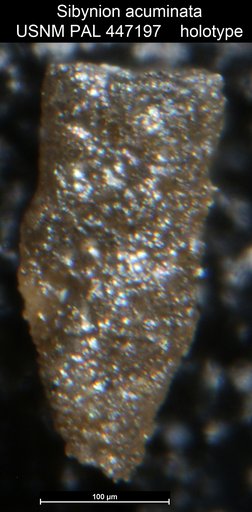 Sibynion acuminata Medioli et al.