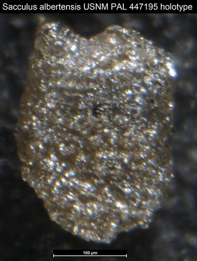 Sacculus albertensis Medioli et al.