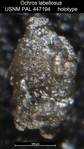 Ochros labellosus Medioli et al.