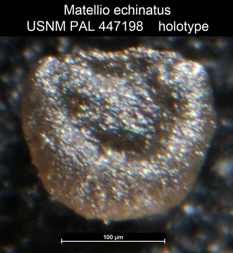Matellio echinatus Medioli et al.