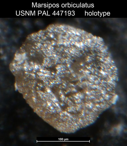 Marsipos orbiculatus Medioli et al.