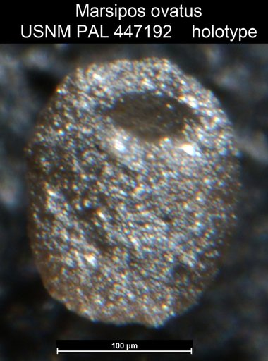 Marsipos orbiculatus Medioli et al.