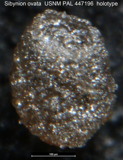 Sibynion ovata Medioli et al.