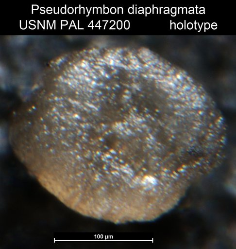 Pseudorhymbon diaphragmata Medioli et al.