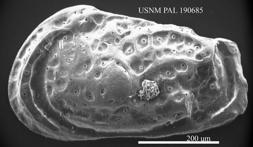 Genus indet. sp. indet.