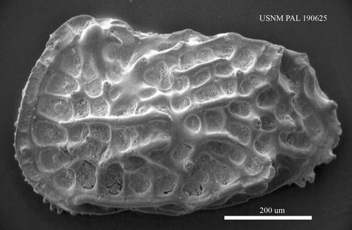Jugosocythereis sp