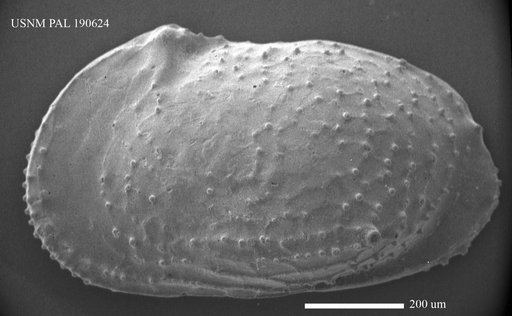 Echinocythereis sp
