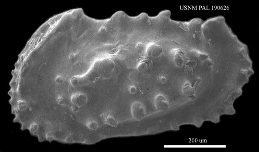 Actinocythereis sp