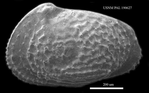 Echinocythereis sp