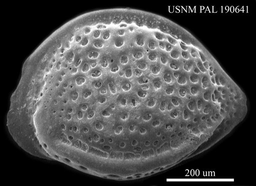 Cytheropteron sp.