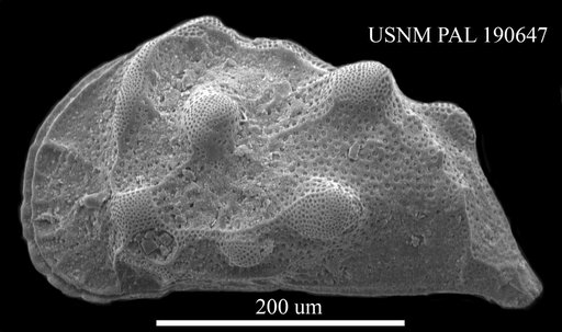 Genus indet. sp. indet.