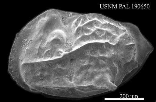 Sulcostocythere sp.