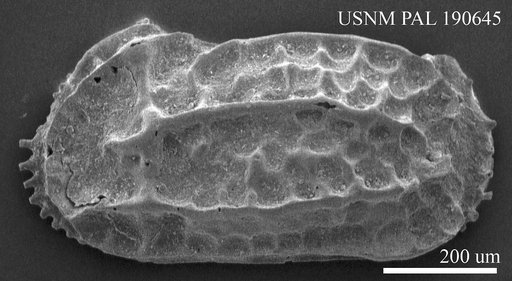 Carinocythereis aff. fistulosa Brady, 1850