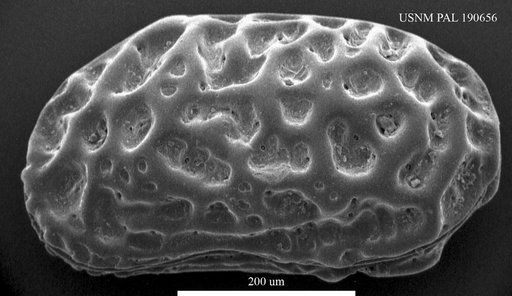 Callistocythere sp.