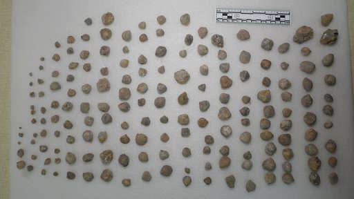 Composita sp