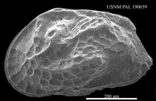 Genus indet. sp. indet.