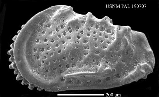 Genus indet. sp. indet.