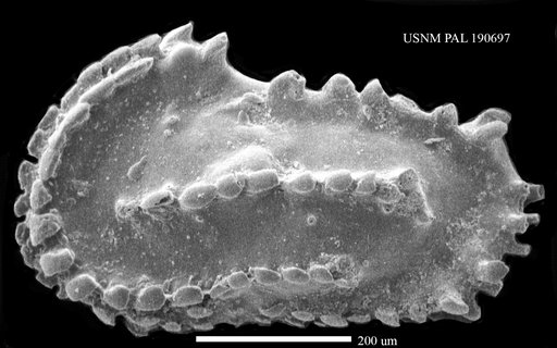 Genus indet. sp. indet.