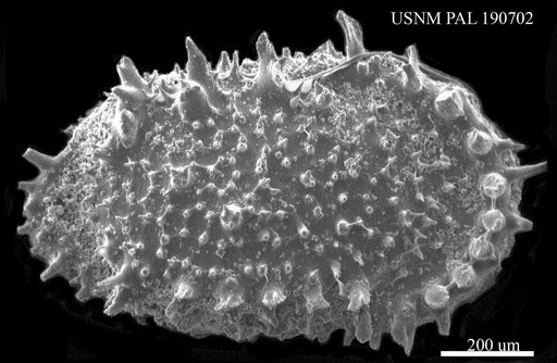 Genus indet. sp. indet.