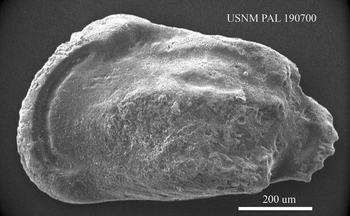 Genus indet. sp. indet.