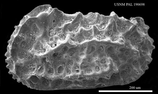 Genus indet. sp. indet.