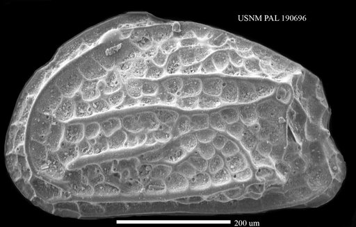Genus indet. sp. indet.