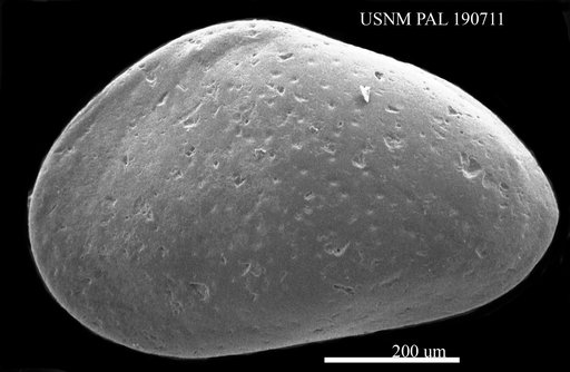 Genus indet. sp. indet.