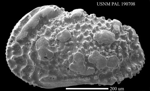 Genus indet. sp. indet.