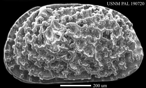 Urocythereis sp
