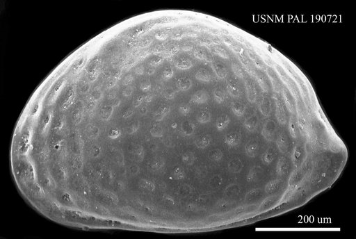 Aurila speyeri ? (Brady, 1868)