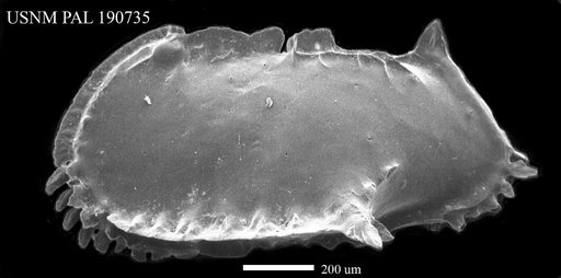 Pterygocythereis inexpectata Blake, 1933