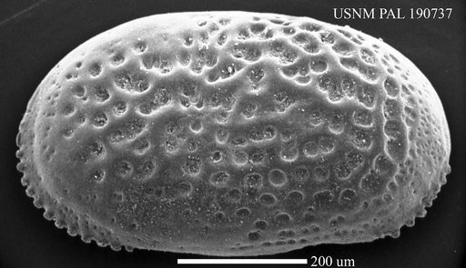 Cythere spinulosa Brady, 1868