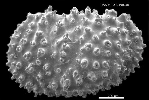 Thalassocythere sp