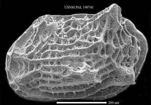 Loxocorniculum fisheri ? Brady, 1869