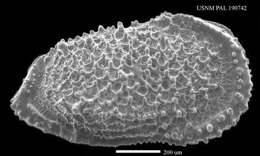 Oxycythereis dorsoserata Brady, 1880