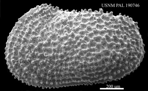 Wichmannella ? circumdentata ? Brady, 1880