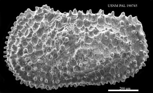 Henryhowella asperrima Reuss, 1850