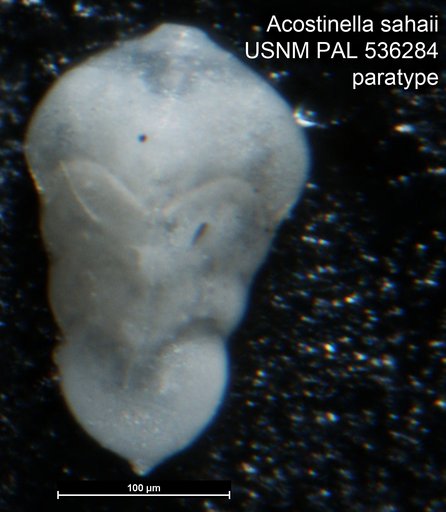 Acostinella sahaii Sarkar & Gupta, 2008
