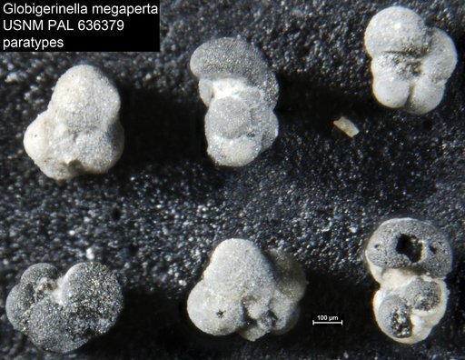 Globigerinella megaperta Rögl, 1994