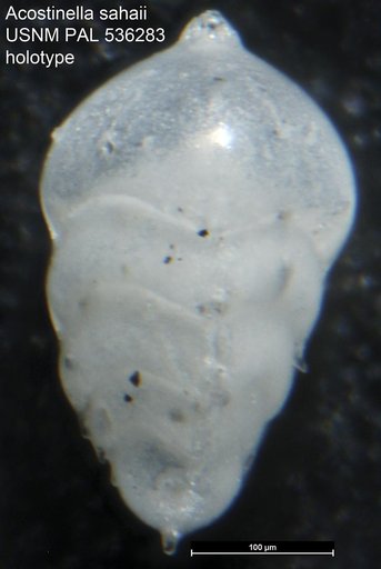 Acostinella sahaii Sarkar & Gupta, 2008