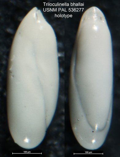 Triloculinella bhallai Sarkar & Gupta, 2008