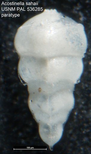 Acostinella sahaii Sarkar & Gupta, 2008
